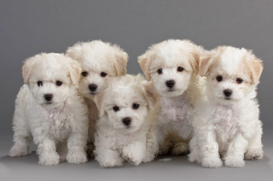 stephen, stoltzfoos, dog, breeder, puppies, stephen-stoltzfoos, dog-breeder, pa, ephrata, pennsylvania, usda,  puppy, puppies, ACA, ICA
